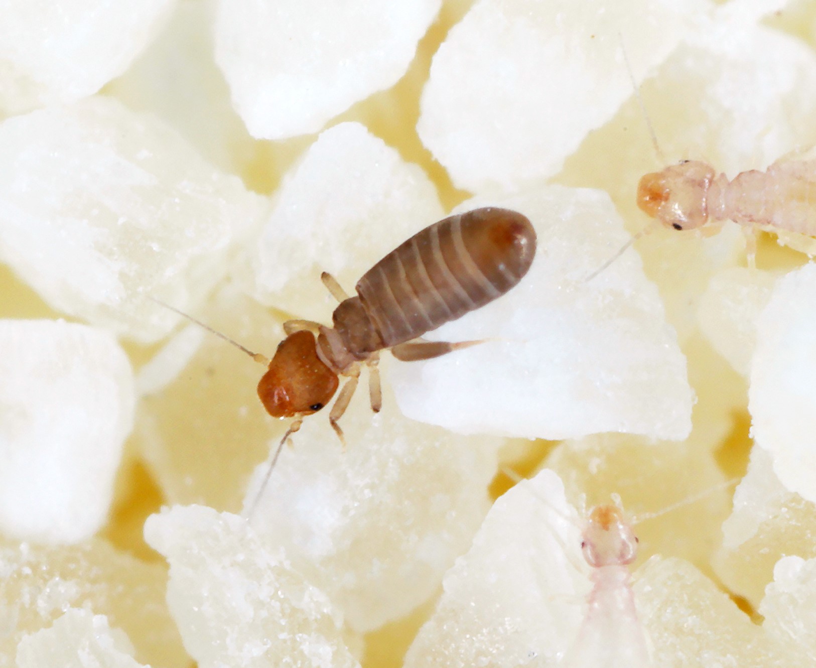 チャタテムシの駆除方法と効果的な対策とは?