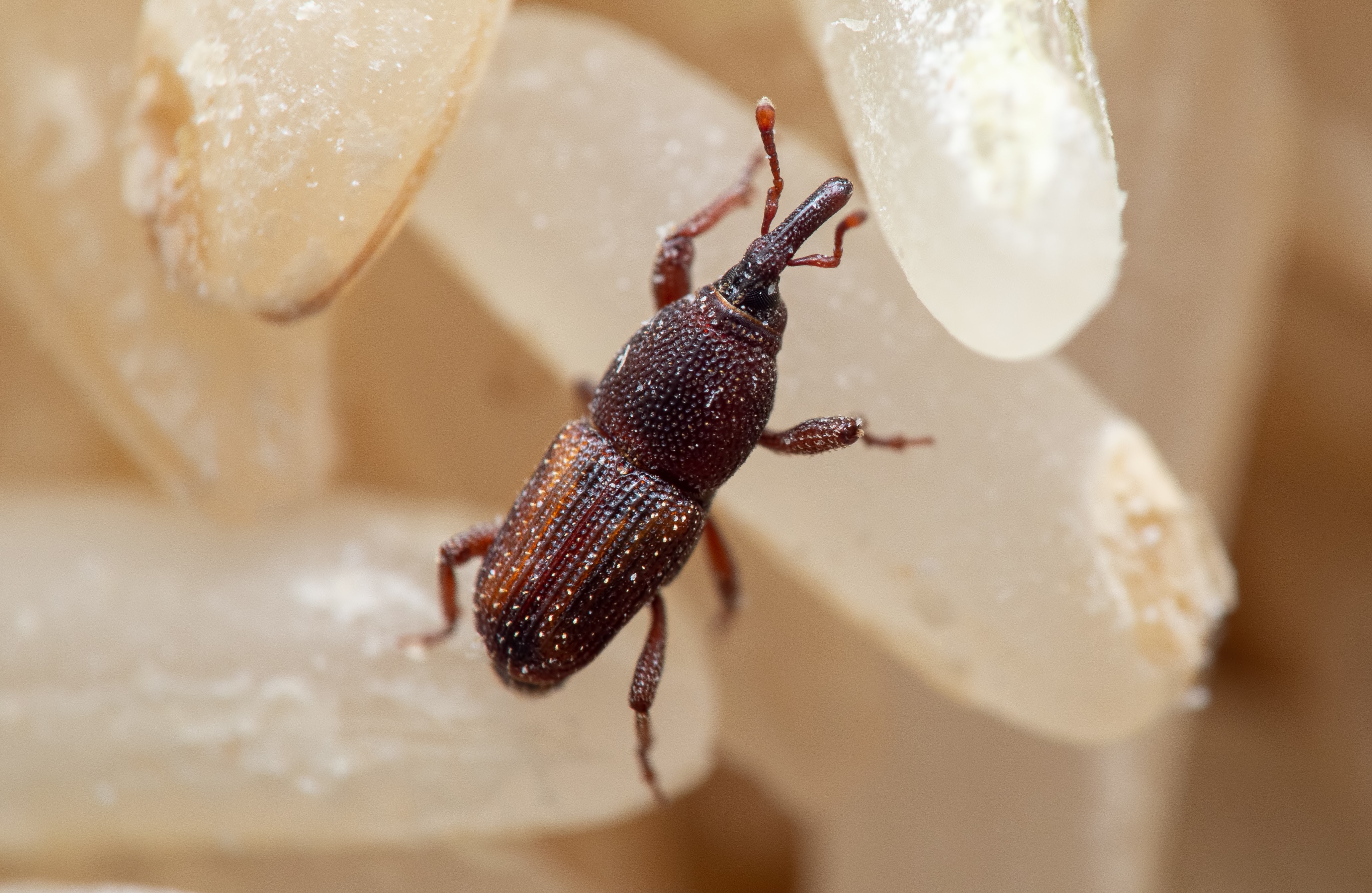 コクゾウムシの駆除方法と効果的な対策とは?